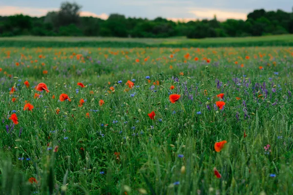 Campo Papavero Fiordaliso Sera Dopo Tramonto Prato Fiori Rossi Blu — Foto Stock