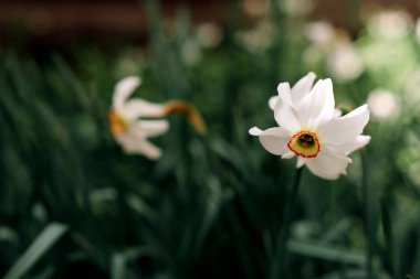 Yeşil arka planda iki güzel beyaz nergis. Bahçede evde çiçekler yetişiyor. Bahar güzeli.