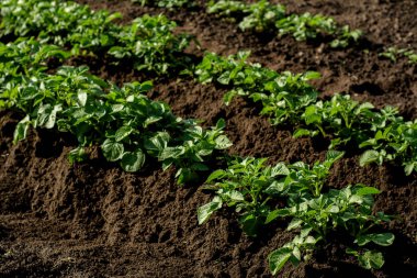 Patates filizleri, sebze bahçesindeki ekili arazide yetişir..