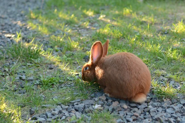 Little Ginger Rabbit Sitting Rubble Small Pebbles Eating Green Grass — Stock Photo, Image