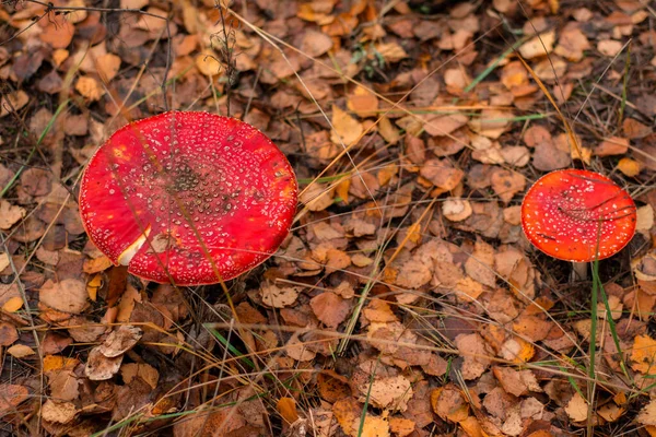 Two Red Poisonous Inedible Mushrooms Amanita Autumn Forest Yellow Leaves — Stock Photo, Image