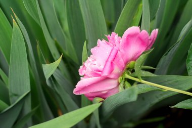 Büyük, güzel bir çiçek açan pembe şakayık çiçeği bir bahar yağmurundan sonra su damlacıklarındaki yeşil yaprakların arka planına karşı..