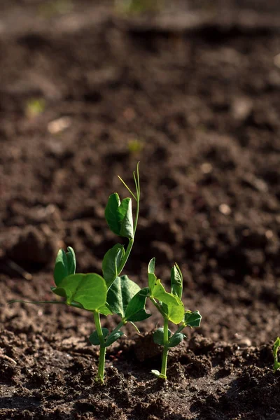 Dua Bibit Kacang Polong Muda Tumbuh Tanah Yang Dibudidayakan Kebun — Stok Foto