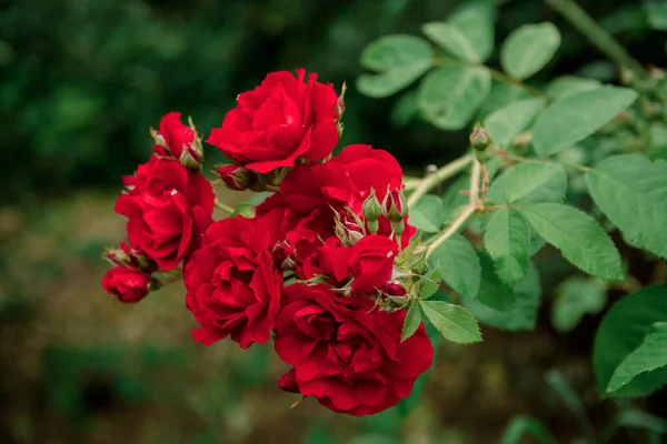 Пишні Красиві Червоні Троянди Зеленим Листям Краса Літнього Часу Стокове Зображення