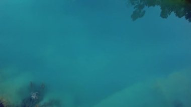 Gökyüzü güzel göl ve yeşil ağaçların arasında uçar.