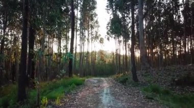 Yol boyunca ağaçlık arazide homurdanmak