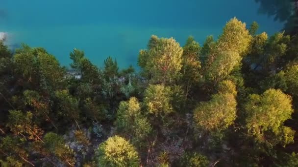 Légi Légy Keresztül Gyönyörű Sárga Fák Természet — Stock videók