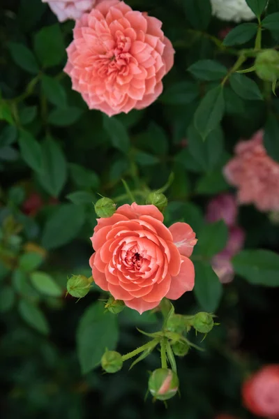 Arbusto Rosa Delicado Com Efeito Borrão — Fotografia de Stock