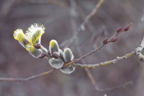 Rami Del Salice Con Boccioli Fioriscono All Inizio Della Primavera — Foto Stock