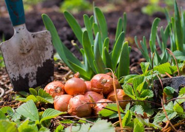 Bahar bahçesinde soğan tohumları