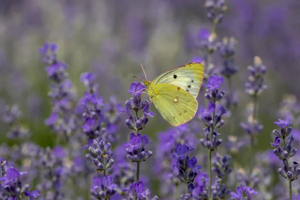 Colias croceus, Clouded Yellow butterfly on purple flower. A beautiful yellow butterfly in lavender field.