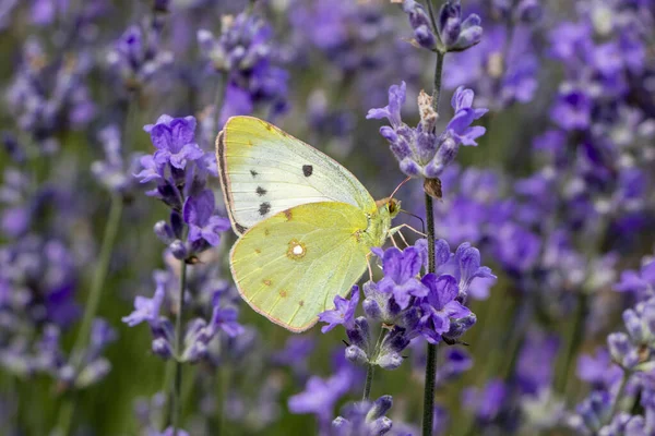 Colias croceus, Clouded Yellow butterfly on purple flower. A beautiful yellow butterfly in lavender field.