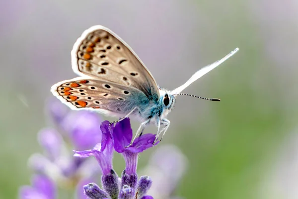 Блакитне Polyommatus Amandus Летюче Поле Аманди Звичайний Синій Метелик Plebicula — стокове фото