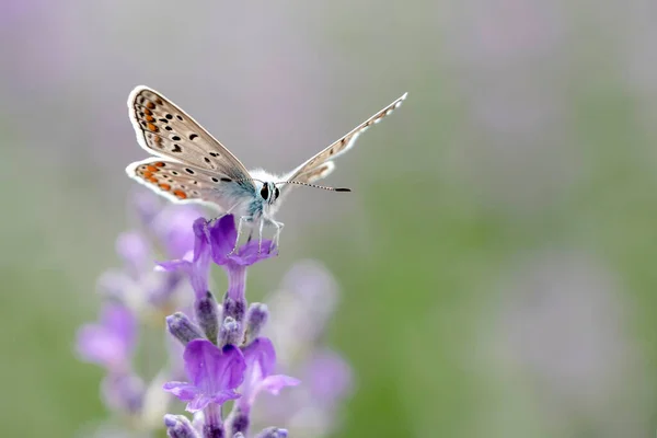 Блакитне Polyommatus Amandus Летюче Поле Аманди Звичайний Синій Метелик Plebicula — стокове фото