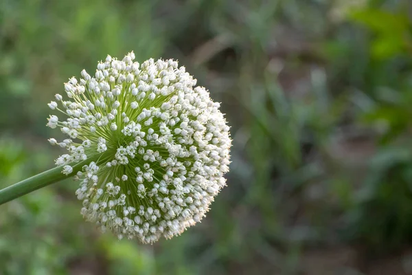 Allium Onion White Flower Growing Garden Allium Genus Monocotyledonous Flowering — Stock Photo, Image