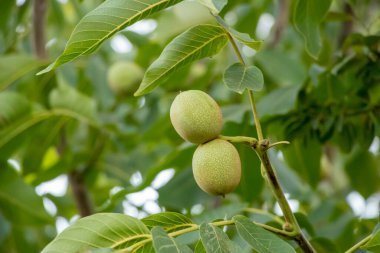 Olgunlaşmamış yeşil cevizler yeşil bir dala tutunmuş. Ceviz gibi meyveler. Yeşil fındıklı çiğ ceviz. Ceviz ağacının olgun cevizleri..