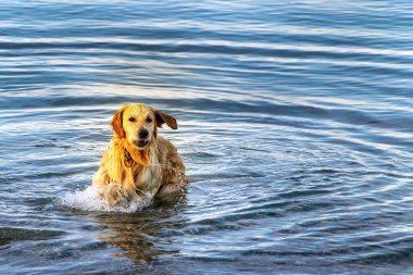 Denizde yüzdükten sonra Golden Retriever 'ın su sıçrattığı bir sahne. Islak köpek kumsalda yüzdükten sonra sallanıyor.