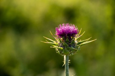 Yeşil arka planda mor süt devedikeni çiçeği.