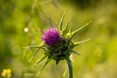 Yeşil arka planda mor süt devedikeni çiçeği.