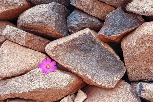 Close up of stone wall with a purple flower. Stones wall with purple flower as a background.