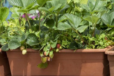 Bahçede çilek yetiştiriyor. Taze olgun büyük kırmızı çilek meyvesi hasadı. Olgun böğürtlen, çiçek ve yapraklar. Bahçe ve tarım kavramı.