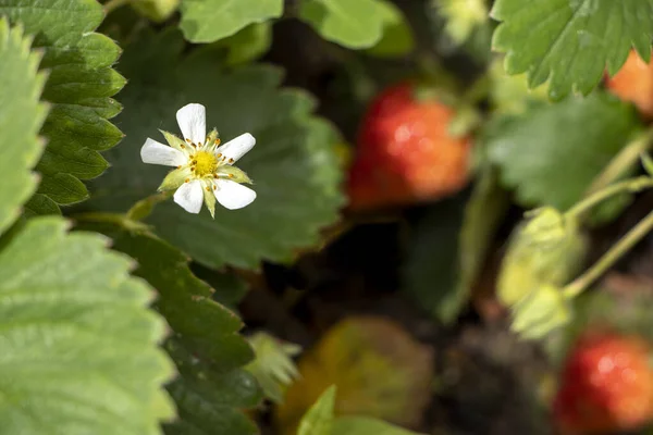 Καλλιεργούν Φράουλες Στον Κήπο Συγκομιδή Φρέσκων Ώριμων Κόκκινων Φρούτων Φράουλας — Φωτογραφία Αρχείου