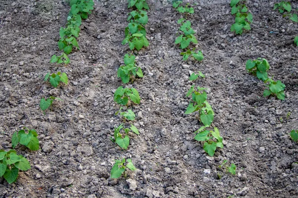 Junge Grüne Bohnen Phaseolus Vulgaris Wachsen Trockenen Böden Grüne Saatbohnensämlinge — Stockfoto