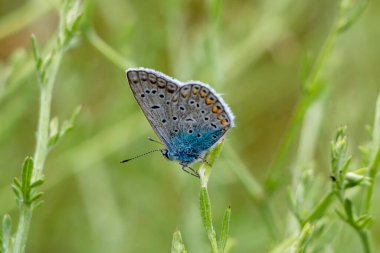 Polyommatus amandus, Amanda 'nın bitkideki mavi kelebeği. Doğada yaygın mavi kelebek.