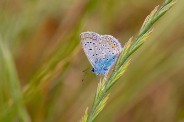Polyommatus amandus, Amanda 'nın bitkideki mavi kelebeği. Doğada yaygın mavi kelebek.
