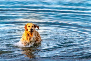Denizde yüzdükten sonra Golden Retriever 'ın su sıçrattığı bir sahne. Islak köpek kumsalda yüzdükten sonra sallanıyor.