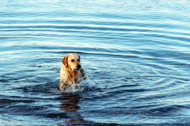 Denizde yüzdükten sonra Golden Retriever 'ın su sıçrattığı bir sahne. Islak köpek kumsalda yüzdükten sonra sallanıyor.
