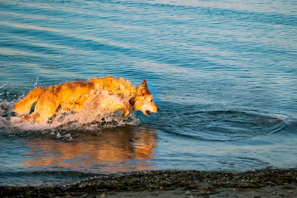 Funny outside shot of golden retriever making water splashes after swiming in the sea. Wet dog shaking off after swiming on sandy beach