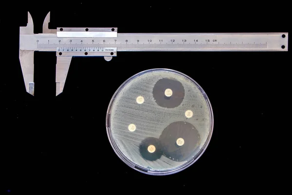 Disk Diffusion Susceptibility Test Medición Zona Inhibición Algunos Antibióticos Placa Imagen de archivo