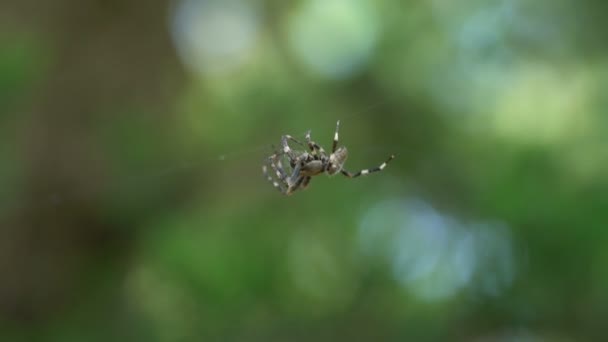 Cruz Araneus diadematus aranha macho tecer uma teia — Vídeo de Stock