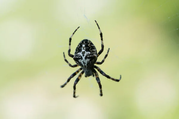 Крест самки паука Araneus dibmatus в центре паутины — стоковое фото