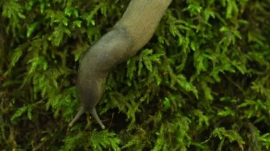 slug tüylerimi diken diken üzerinde yosun