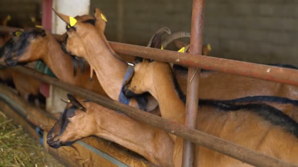 En una granja de cabras, cabras en un corral — Vídeo de stock