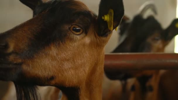 Dans une ferme caprine, chèvres dans un corral — Video