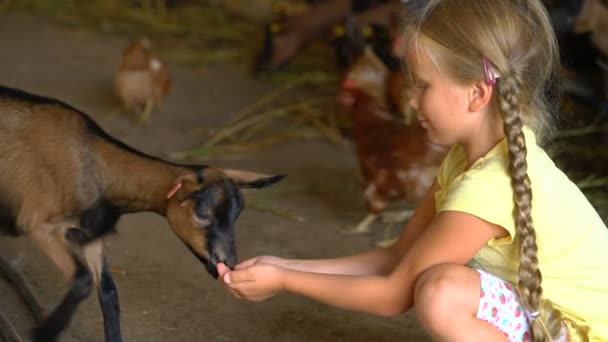 Little girl feeds a goat on a farm — Stock Video