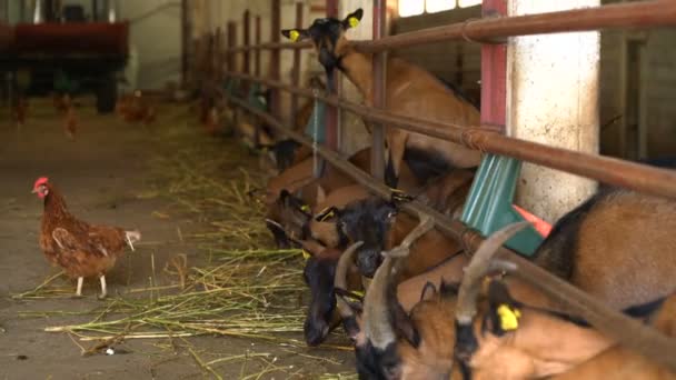 Na kozí farmě, koz v ohradě — Stock video