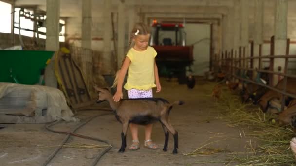 Little girl feeds a goat on a farm — Stock Video