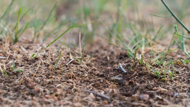 Ant weg naar de mierenhoop — Stockvideo