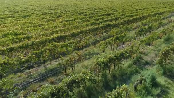 Вид с воздуха на поля виноградников — стоковое видео