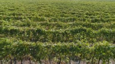 Üzüm bağları alanlarının havadan görünümü