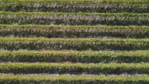 Vista aérea de los campos de viñedos — Vídeo de stock