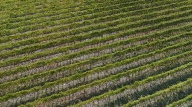 Üzüm bağları alanlarının havadan görünümü