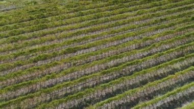 Üzüm bağları alanlarının havadan görünümü