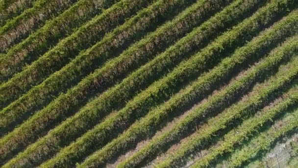Aerial view of the vineyards fields — Stock Video