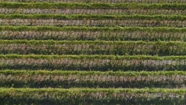 Luchtfoto van de wijngaarden-velden — Stockvideo