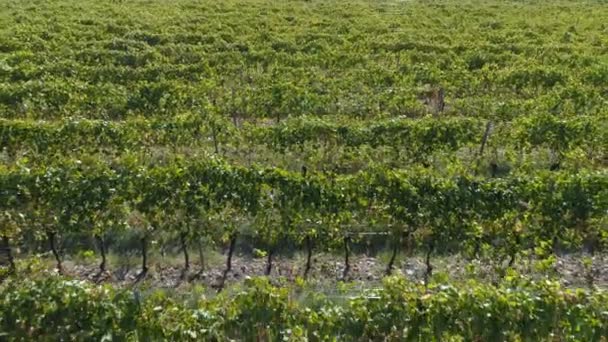 Vista aérea de los campos de viñedos — Vídeos de Stock